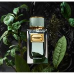 DOLCE & GABBANA Velvet Infusion