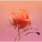 bdk Parfums Impadia