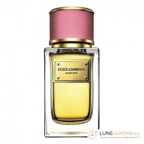 DOLCE & GABBANA Velvet Rose